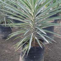 Silver Yucca Plant