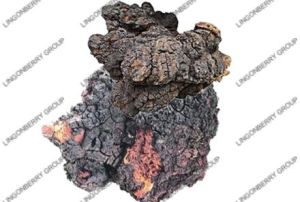 Chaga Mushroom Extract