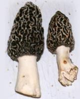 Gucchi (Black Morels)