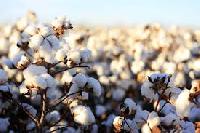 raw cotton