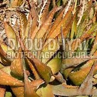 Aloe Vera Dried Leaves