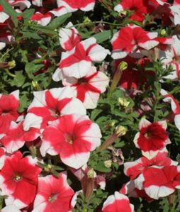 Petunia Seeds