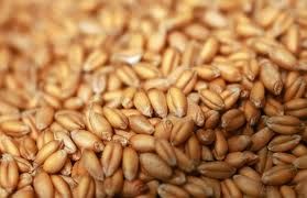 wheat,  Speciality : High In Protein