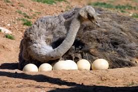 Ostrich Eggs