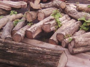 Teak Logs
