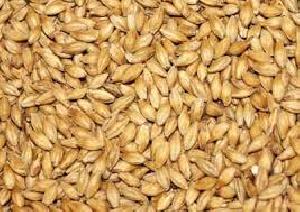 barley seeds