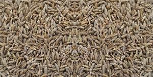 cumin seeds