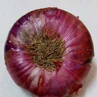 Red Onion exporter