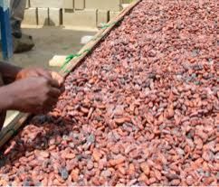 cocoa beans