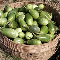 fresh brinjal