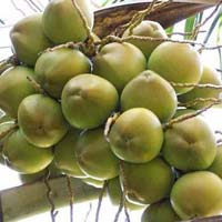 fresh coconut