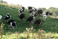 agricultural livestock