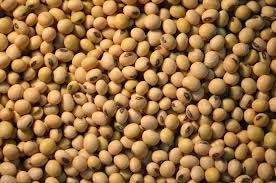 Soybean Seeds