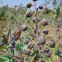 Organic Castor Seeds