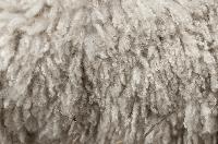 Raw wool
