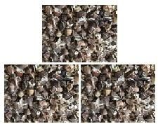 High Quality Moringa Seeds