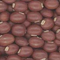 Red Bean Seeds