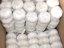 fresh garlic,  Shelf Life : 1 Week