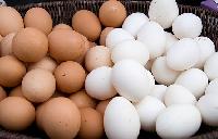 Fresh White and Brown Chicken Egg