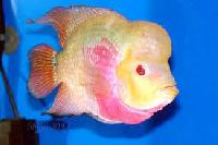 Flowerhorn Fish