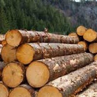 Timber Log