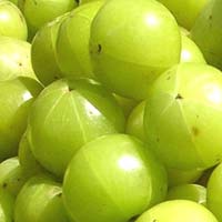 Fresh Amla