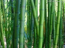 Bamboo