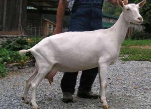 Saanen Goats