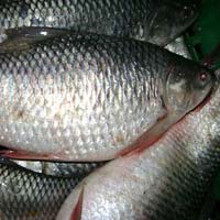 frozen rohu fish