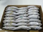 Frozen Horse Mackerel Fish