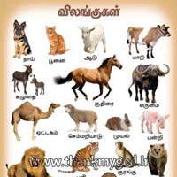 Animals Chart in Tamil