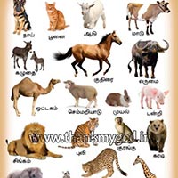 Tamil Animals Chart