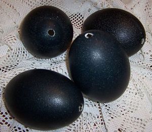 Eggs Shells
