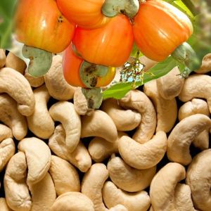 Raw Cashew Nuts Raw Cashew Nuts