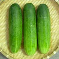 Fresh Green Cucumber