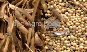 Dry Soybean Seeds