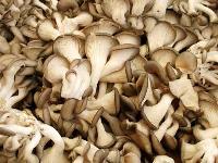 dry oyster mushroom