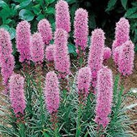 Fresh Liatris Flowers