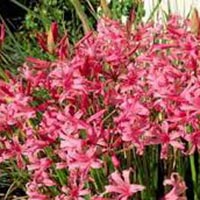 Fresh Nerine Flowers