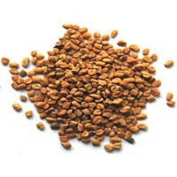 fenugreek