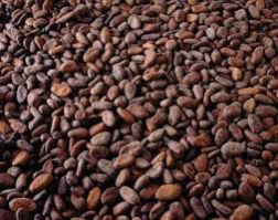 cocoa beans, Brand Name : wgd