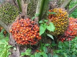 crude palm oil,  Purity : 100%