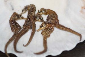Dried Seahorse (On Promotion Now)