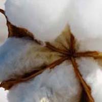 raw cotton