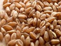 red winter wheat