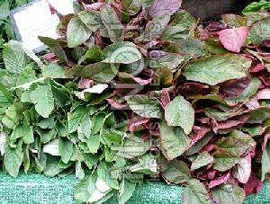Spinach in Tamil Nadu - Manufacturers and Suppliers India