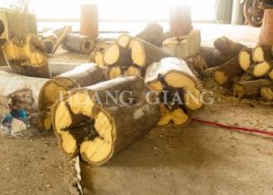 Agarwood Logs