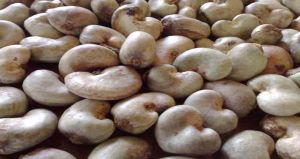 cashew nuts