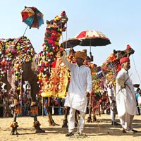 Camel Rental Services for Wedding