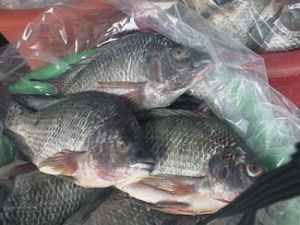 Sell Frozen Catfish ,cuttlefish ,tilapia ,rohu Thailand